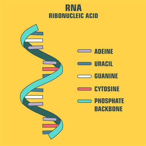 Differences between DNA and RNA - Overall Science