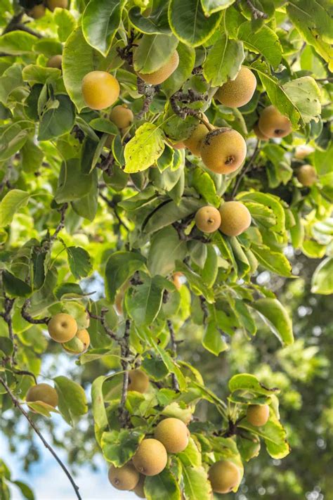 How to Grow and Care for Asian Pear Trees | Gardener's Path