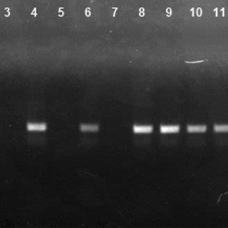 Genomic RNA protection assay by treatment with benzonase endonuclease ...