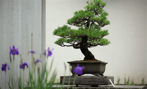 It’s All About Timing: The Bonsai Calendar - Bonsai Tree Gardener