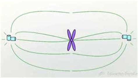 Mitotic Spindle | Definition, Formation & Function - Lesson | Study.com