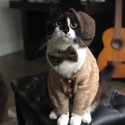 Pet cat dressed well in warm clothes | National Dress Your Pet Day 2020 ...