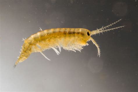 Gammarus | The Microscopic Life of Shetland Lochs