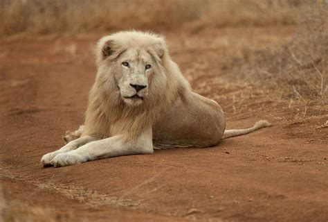 White Lion Key Facts - Global White Lion Protection Trust