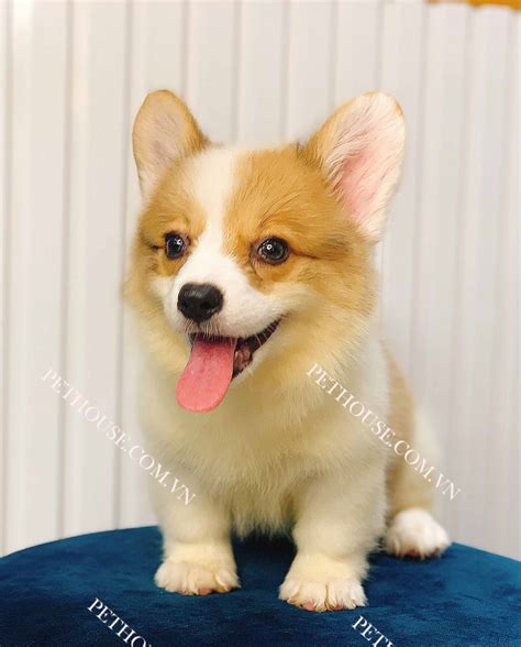 Chó Corgi trắng vàng mã CG322 tại cửa hàng PetHouse