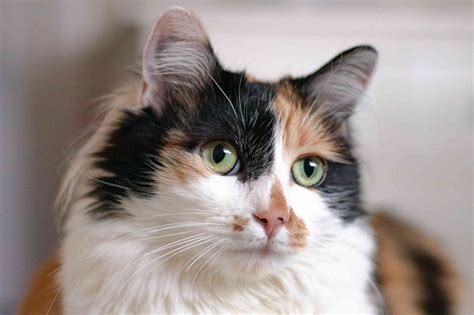 Calico Cat: Breed Profile, Characteristics & Care