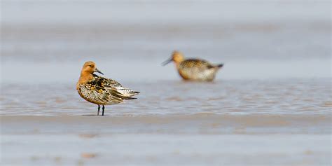 Red Knot Identification & Photos - Shanghai Birding 上海观鸟