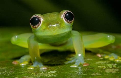 8 Facts about Glass Frog: a Transparent Wonder - Odd Facts