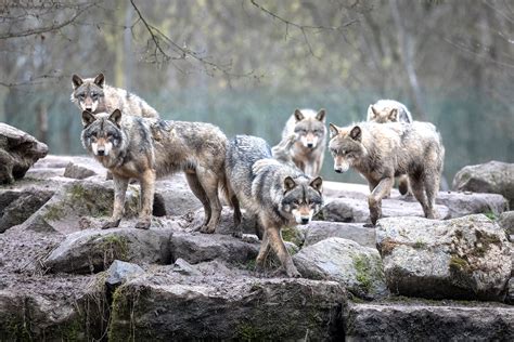 Environmental groups sue Trump administration for delisting gray wolves ...