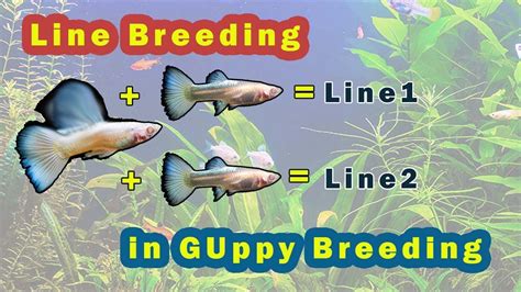 Understanding Guppy Line Breeding - YouTube