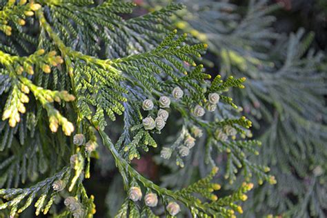 Thuja occidentalis - UDBG