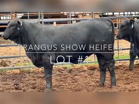 Brangus Show Heifers - J&J Cattle Co