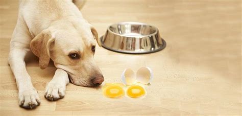 Can Dogs Eat Raw Eggs Without Getting Sick? | Daily Dog