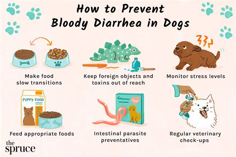 What to Give a Dog With Diarrhea - Pet Food Guide