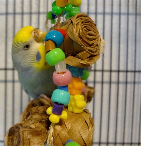 budgie toy