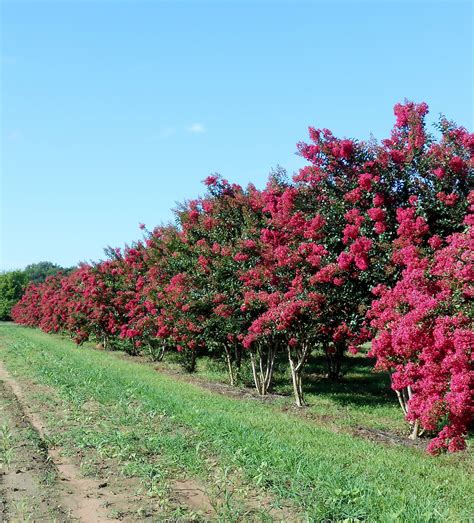 White Crepe Myrtle Tree Varieties