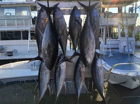 Tuna Fish Sizes: How Big Can Tuna Get? | Charter Fishing Destin