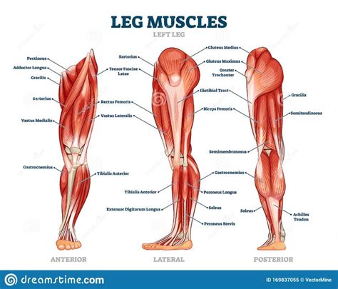 the muscles are labeled in this diagram, and there is also an image of them