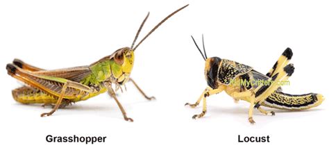 11 Ways to Get Rid of Grasshoppers (Quick, Effective, and Natural)