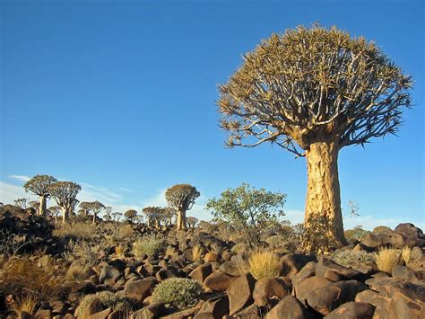 Namibia Reservations: Plants and Vegetation in Namibia