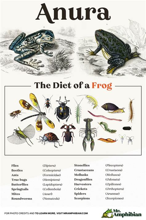 Frog & Toad Diet: Pet Feeding Guide - Mr. Amphibian