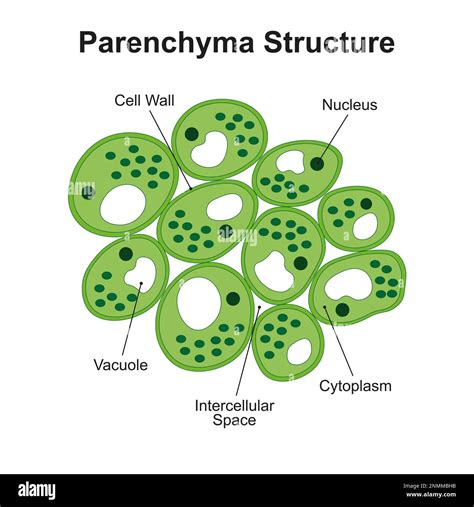 Xylem Parenchyma Diagram