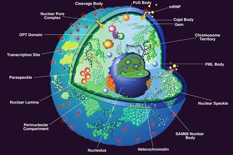 Plant Nucleus - Nehan Saputra