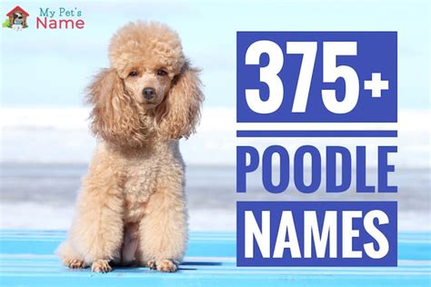 Brown Toy Poodle Names | Wow Blog