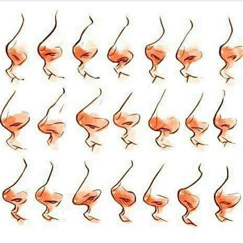 Different Nose Shapes By Race, Nose form was shaped by climate | Penn ...