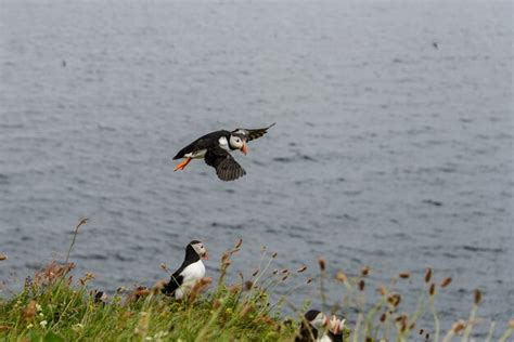 Premium Photo | Cute puffin bird flying