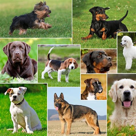 The Most Popular Dog Breeds in the U.S.