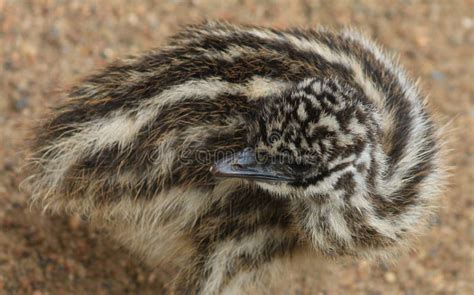 Baby Emu stock image. Image of south, extinct, large - 11905171