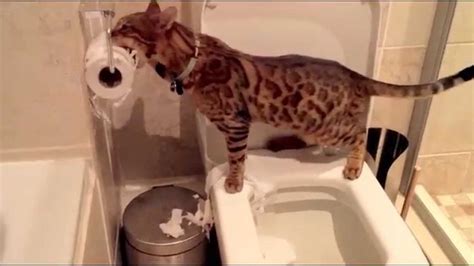 Cute bengal kitten cat destroying toilet paper roll - YouTube