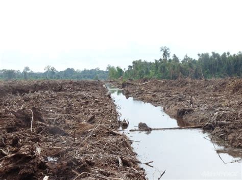 Mengapa Tanah Gambut Mudah Terbakar? – Catatan Rimba