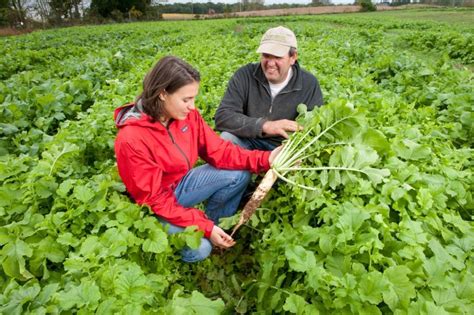 For Vegetable Farmers, a New No-Till Tool in Forage Radish - SARE