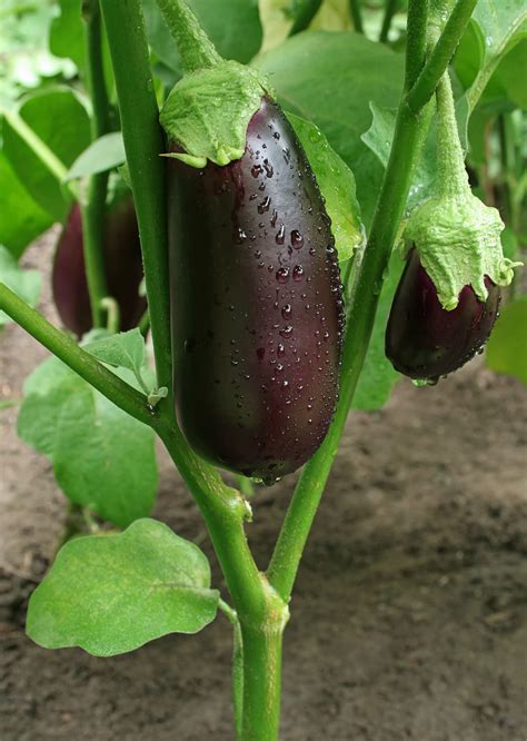 How to grow eggplants - Healthy Food Guide