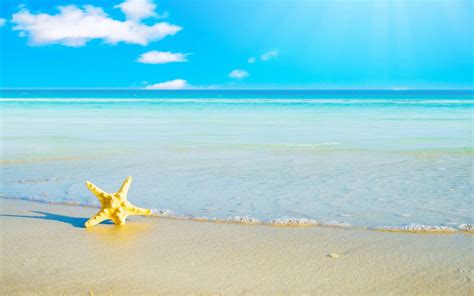 🔥 [40+] Beach and Starfish Wallpapers | WallpaperSafari