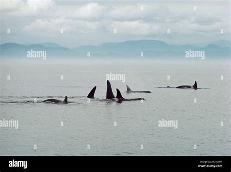 Orca (Orcinus orca) pod surfacing, Alaska Stock Photo - Alamy