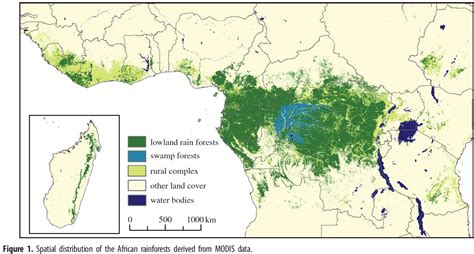 The Congo Rainforest