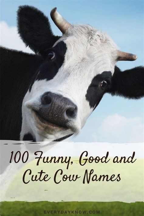 100 Funny, Good and Cute Cow Names | Cute animal names, Cow names, Cute ...