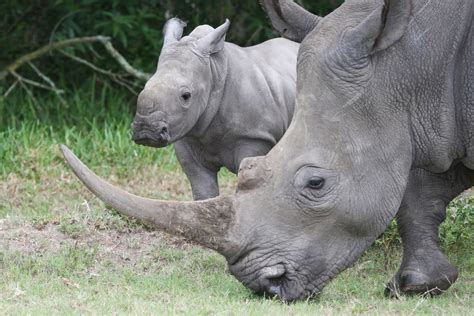 Facts About Black Rhinos For Kids | Kids Matttroy