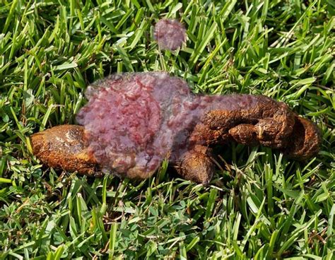 Blood in Dog’s Poop: A Vet Shares What to Do [with Pictures]