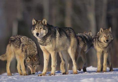 Everything You Wish to Know About the Gray Wolf Habitat