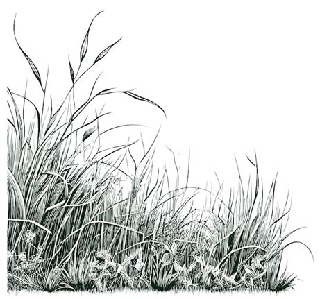 Grass Drawing Pencil