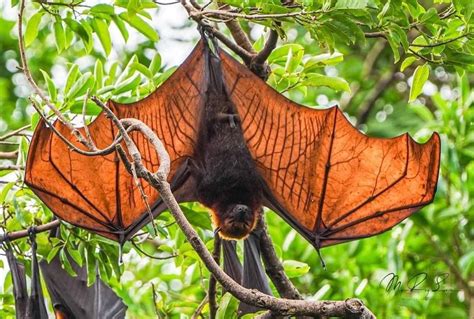 Discovery The Biggest Bat In The World | This Human-Sized Bat is really ...