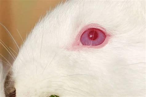 Why Some Rabbits Have Red Eyes? - SimplyRabbits - Rabbit care