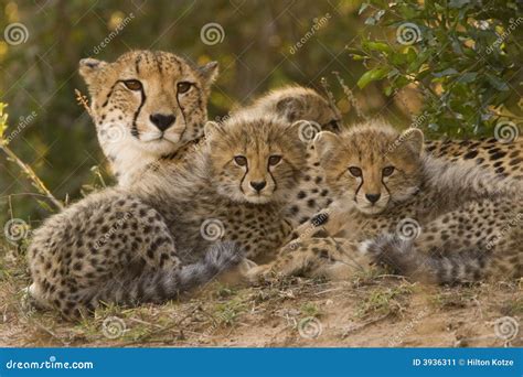 Cheetah family stock image. Image of cubs, eyes, curious - 3936311