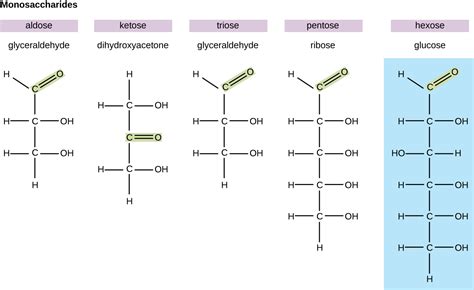 Structure Of Monosaccharides Disaccharides And Polysaccharides