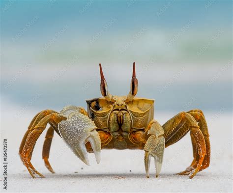 Ghost Crab Stock Photo | Adobe Stock