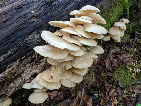 Pleurotus Pulmonarius: Phoenix Oyster Mushroom Identification & Benefits